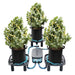 Mars Hydro Auto-Drainage System für Indoor Anbau